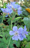 Picture of Geranium pratense 'Plenum'