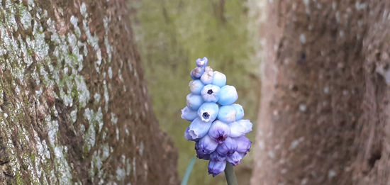 Picture of Muscaris - 10 pots. Superspecial.