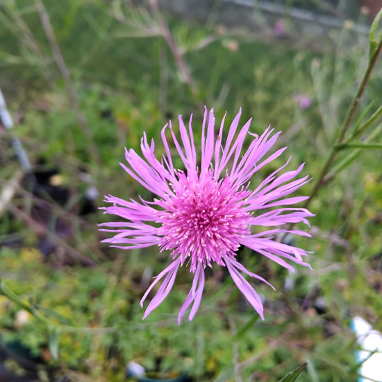 Picture of Centaurea Jacea