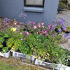 Picture of Aquilegias Mixed - 5 plants.