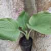 Picture of Hosta 'Blackhawk x Djibouti'