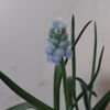 Picture of Muscari 'Peppermint'
