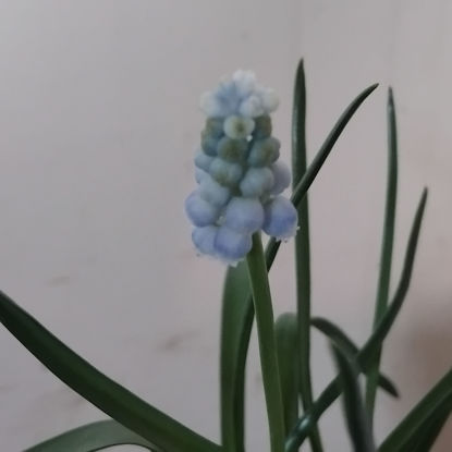 Picture of Muscari 'Peppermint'