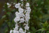 Picture of Phlox maculata 'Omega'