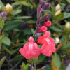 Picture of Salvia  x jamensis 'Salmon Queen'
