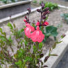 Picture of Salvia  x jamensis 'Salmon Queen'