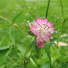 Picture of Astrantia major Mixed