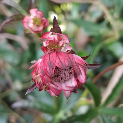 Picture of Astrantia major - Pink
