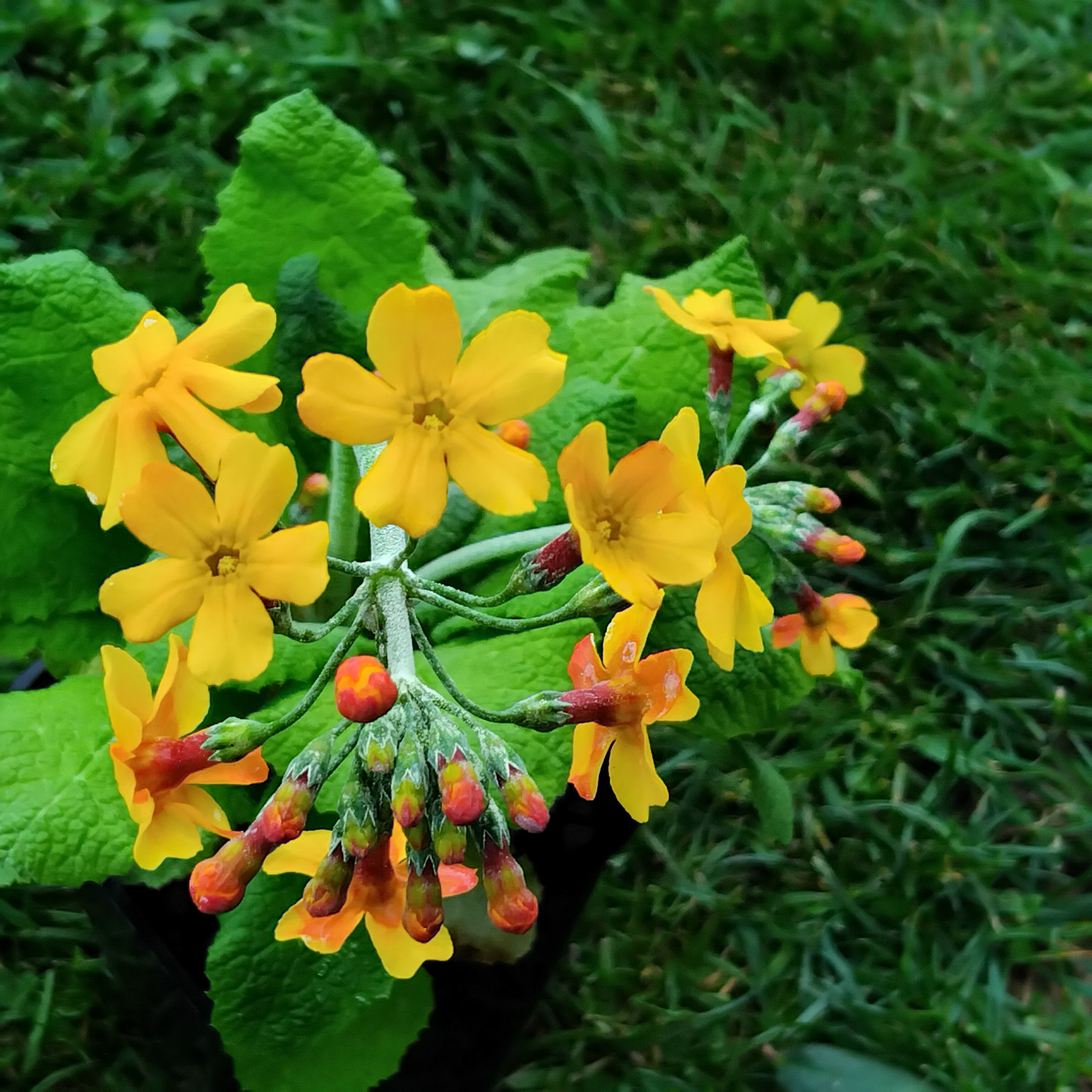 Primula chungensis | Wake Robin Nursery