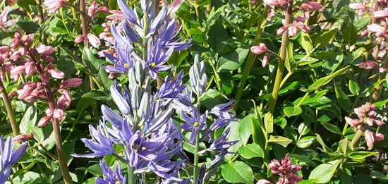 Picture of Camassia - 3 small sized bulbs