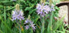 Picture of Camassia - 3 small sized bulbs