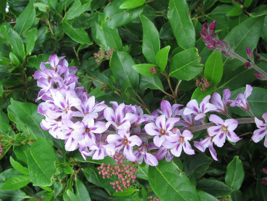 Picture of Francoa appendiculata 'Pink Bouquet'