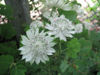 Picture of Astrantia major Mixed