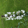 Picture of Phlox maculata 'Omega'