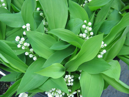 Picture of Convallaria majalis - 20 pieces - small shoots.