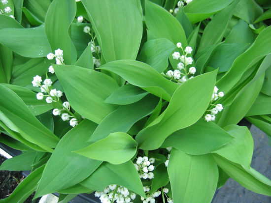 Picture of Convallaria majalis - 20 pieces - small shoots.