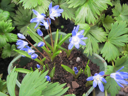 Picture of Chionodoxa luciliae