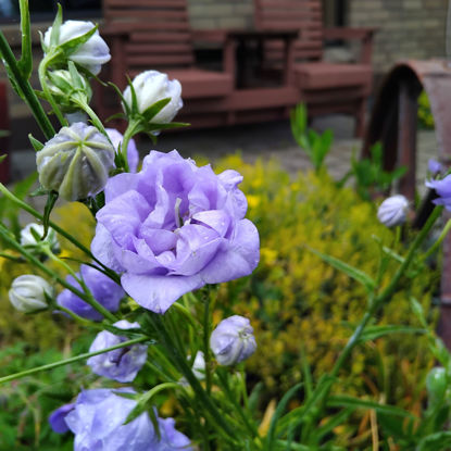 Picture of Campanula persifolia 'Pride of Exmouth'