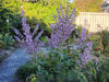 Picture of Salvia turkestanica var. 'Vatican Pink'
