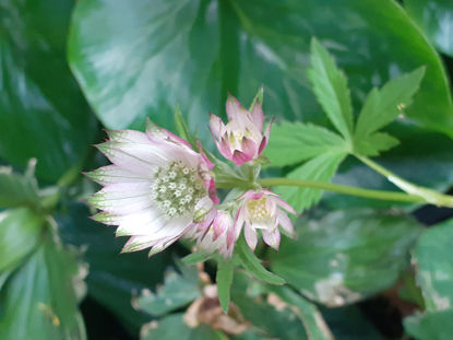 Picture of Astrantia major -light pink/white