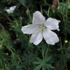 Picture of Geranium sanguineum Album