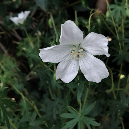 Picture of Geranium sanguineum Album
