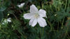 Picture of Geranium sanguineum Album