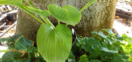 Picture of Hostas - 5 plants