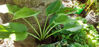 Picture of Hostas - 5 plants