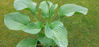 Picture of Hostas - 5 plants