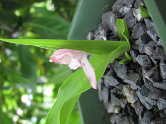 Picture of Roscoea alpina 'Royle' - 5 large tubers
