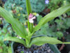 Picture of Roscoea alpina 'Royle' - 5 large tubers