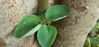 Picture of Hostas - 5 pieces. At least 3 varieties