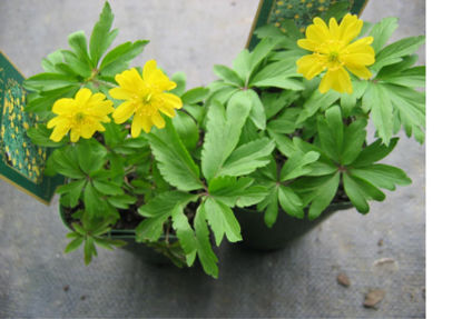 Picture of Anemone nemorosa mixed