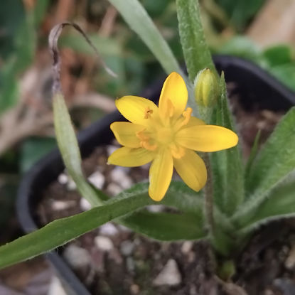 Picture of Hypoxis hirsuta