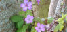 Picture of Geranium nodosum