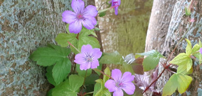 Picture of Geranium nodosum