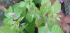 Picture of Geranium nodosum