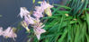 Picture of Aquilegias - 3 mixed, large pots. Good special.