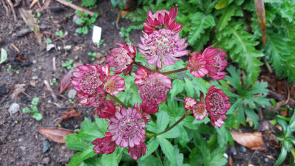 Picture of Astrantia major 'Rubra'