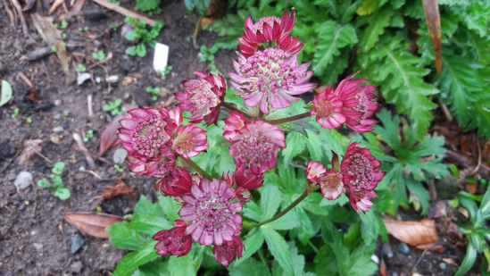 Picture of Astrantia major 'Rubra'